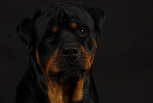 rottweiler head on black background - 2 years old