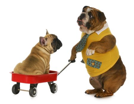 dog pulling a wagon - english bulldog pulling a wagon with a french bulldog in it on white background