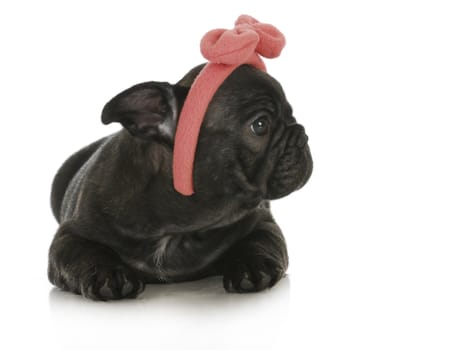 cute female puppy - french bulldog puppy wearing pink head band - 8 weeks old