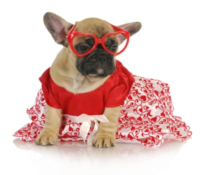 female french bulldog wearing heart glasses and red party dress - 8 weeks old