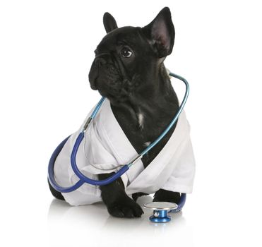 veterinary care - french bulldog dressed up like a vet on white background - 8 weeks old