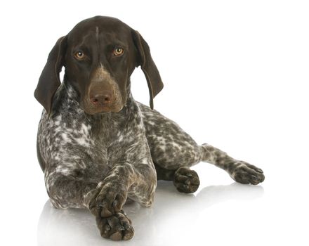 german short haired pointer with paws crossed on white background - 4 months old