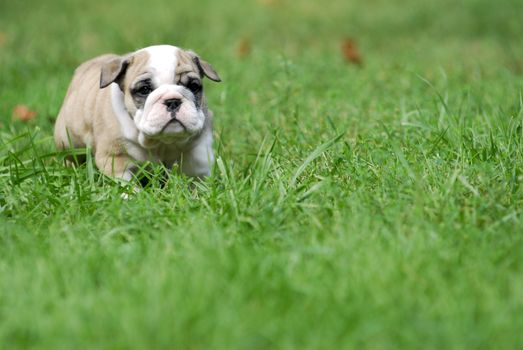 cute puppy in the grass - english bulldog puppy 5 weeks old