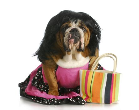 female dog - english bulldog wearing wig and dress sitting beside purse