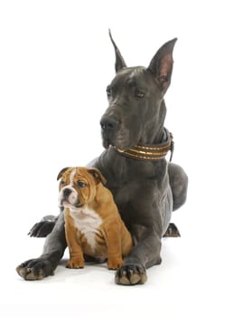 big and small dog - great dane and english bulldog puppy on white background 