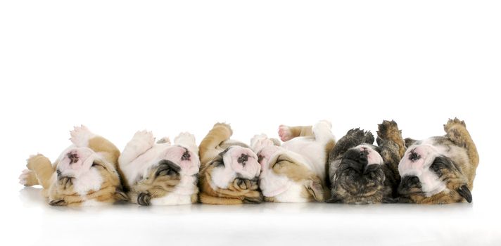  sleeping puppies - litter of sleeping english bulldog puppies on white background - 4 weeks old