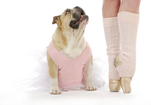 dancing dog - english bulldog in tutu sitting beside ballerina