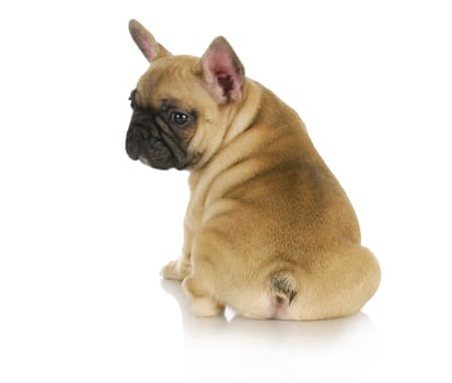 cute puppy - french bulldog puppy sitting looking over shoulder on white background - 8 weeks old