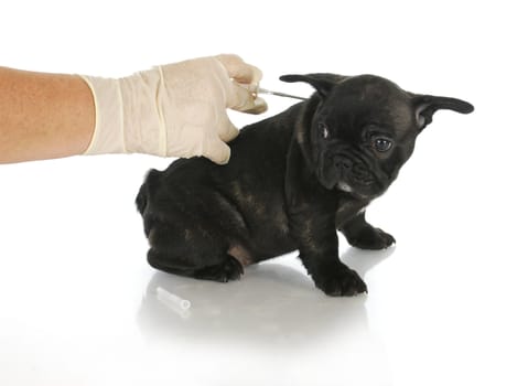 microchipping puppy - french bulldog puppy being microchipped - 8 weeks old