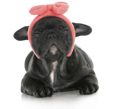 cute female puppy - french bulldog puppy wearing pink head band making silly face - 8 weeks old
