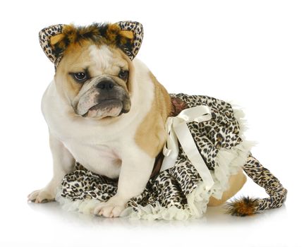 dog dressed like a cat - english bulldog wearing cat costume on white background