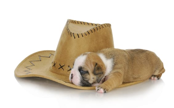country puppy - cute english bulldog puppy sleeping on cowboy hat - 3 weeks old