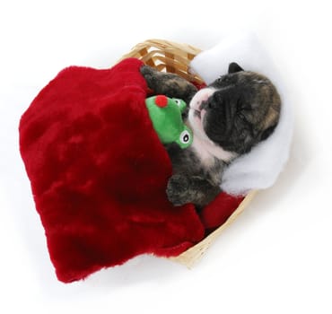 puppy bedtime - english bulldog puppy tucked into bed - 3 weeks old