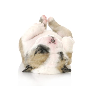 puppy upside down - cute english bulldog puppy upside down - 3 weeks old