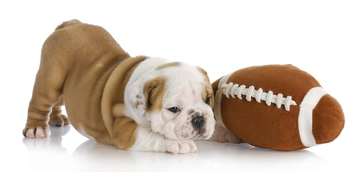 puppy playing - english bulldog puppy playing with ball on white background