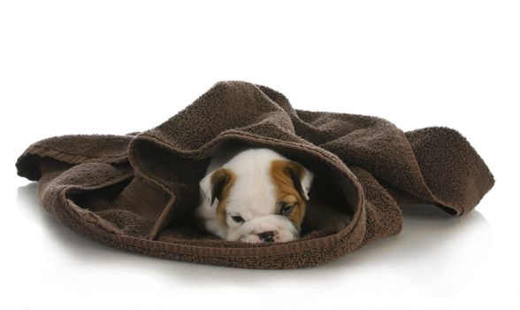 cute puppy hiding - english bulldog puppy hiding under a towel - 8 weeks old