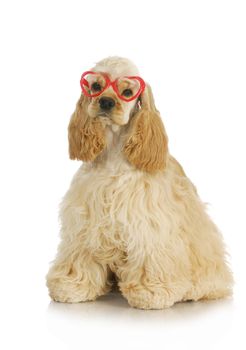 cute puppy - american cocker spaniel puppy wearing heart shaped glasses 