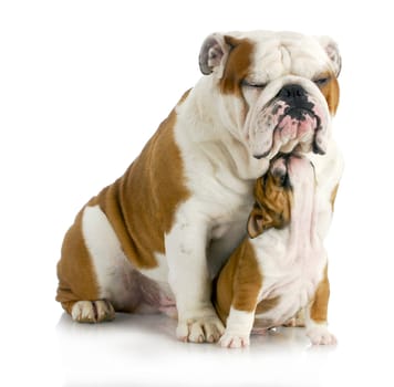 father and son dogs - two english bulldogs sitting on white background