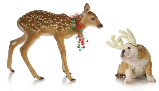 christmas reindeer and puppy - fawn and bulldog puppy dressed up for christmas on white background