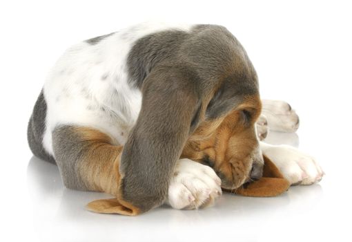 sleepy dog - basset hound curled up with cute sleeping expression 