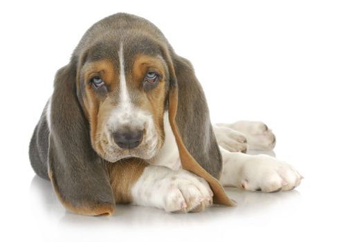 basset hound puppy laying down looking at viewer