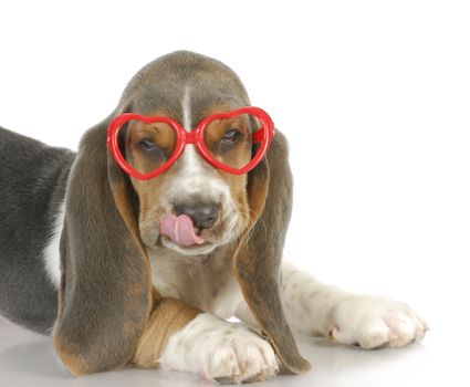 puppy love - basset hound puppy wearing heart shaped glasses - 8 weeks old