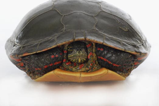 turtle hiding - western painted turtle inside its shell on white background