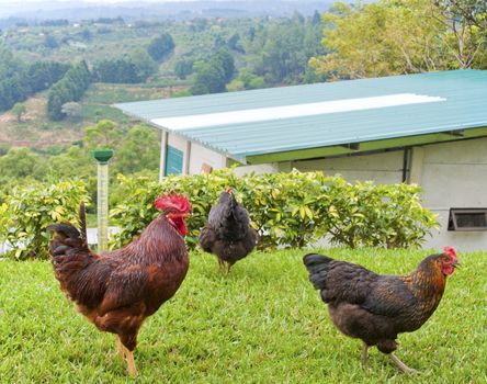 Rooster diligently watching over two hens on a small farm.