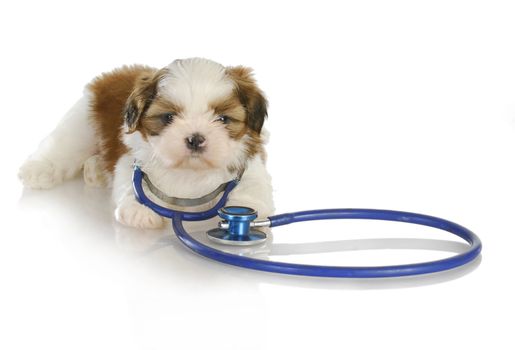 veterinary care - shih tzu with stethoscope around neck on white background