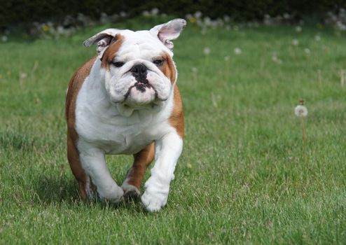 dog running in the grass - english bulldog 2.5 years old