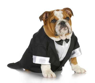 english bulldog wearing black tuxedo and tails on white background