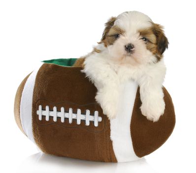 cute puppy - shih tzu puppy sitting inside a stuffed football - 6 weeks old