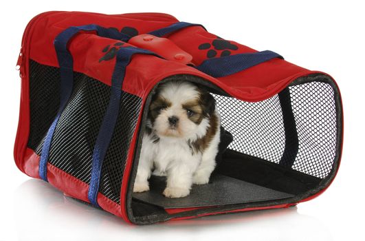 puppy carrier - shih tzu puppy in a pet carrier on white background - 6 weeks old