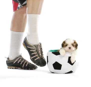sports hound - cute puppy sitting in soccer ball with soccer player - shih tzu