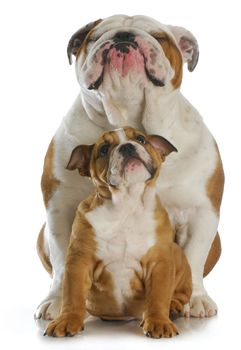 bulldog father and son sitting with reflection on white background