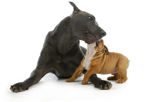 big and small dogs - great dane playing with small bulldog puppy