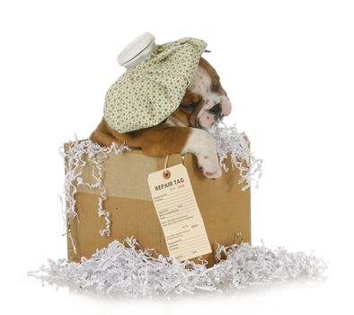 sick dog - english bulldog puppy in a shipping box with repair tag