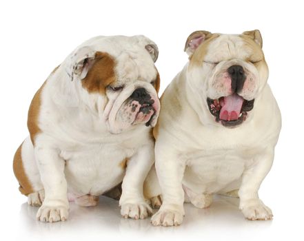 two male bulldogs father and son at 2.5 and 1 year old