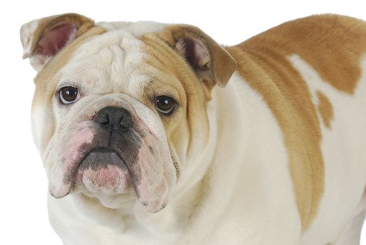 english bulldog male one year old on white background