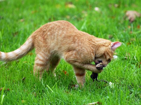 cat hunting a chipmunk in the grass
