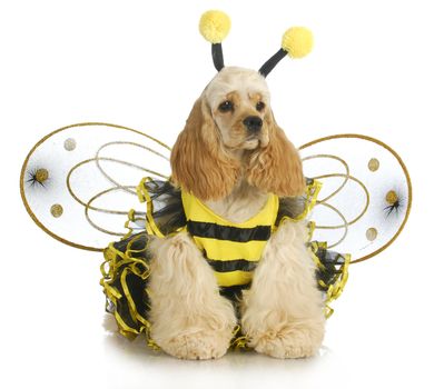 dog dressed like a bee - american cocker spaniel wearing a bumble bee costume