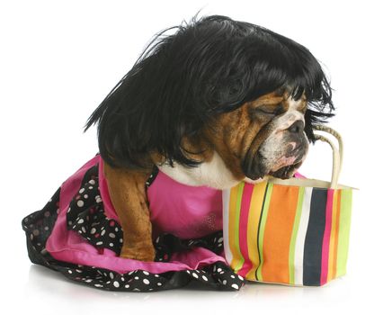 female dog - english bulldog wearing wig and dress sitting beside purse