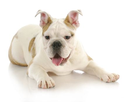 cute puppy - english bulldog puppy laying down with tongue hanging out looking at viewer 
