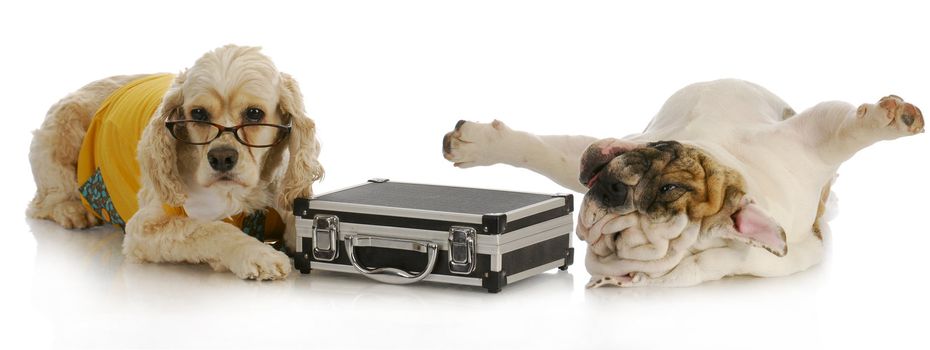 stressful business deal - cocker spaniel with briefcase laying beside stressed english bulldog on white background