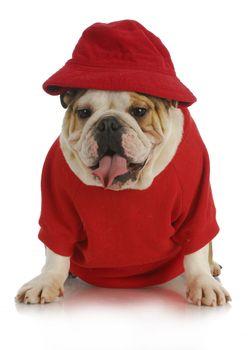 cute dog - english bulldog wearing red had and shirt on white background