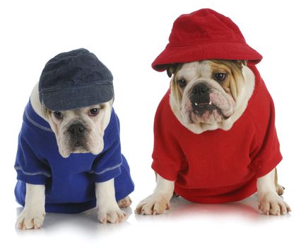 two dogs - english bulldogs wearing red and blue 