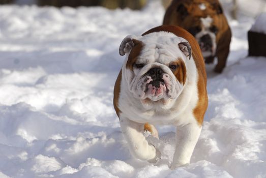 dog running in snow - two english bulldogs running