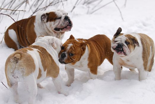 dogs playing - four english bulldogs playing with a stick in the snow