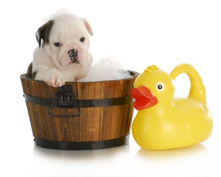 dog bath - english bulldog puppy sitting in tub with soap suds and rubber ducky