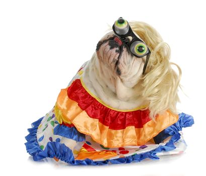 silly dog - english bulldog dressed up like a clown on white background